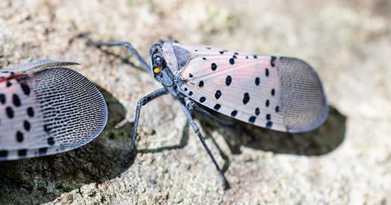 lanternfly
